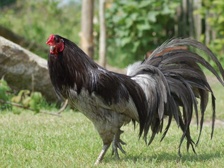 Cách Nuôi Gà Cho Lông Bóng Mượt Tăng Giá Trị Chiến Kê Của Bạn