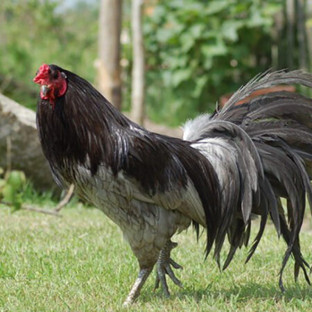 Cách Nuôi Gà Cho Lông Bóng Mượt Tăng Giá Trị Chiến Kê Của Bạn