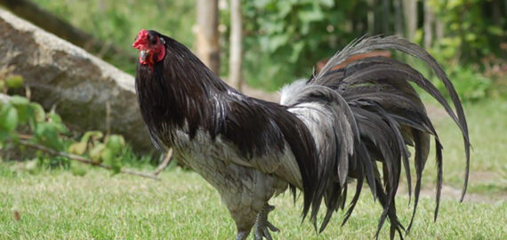 Cách Nuôi Gà Cho Lông Bóng Mượt Tăng Giá Trị Chiến Kê Của Bạn