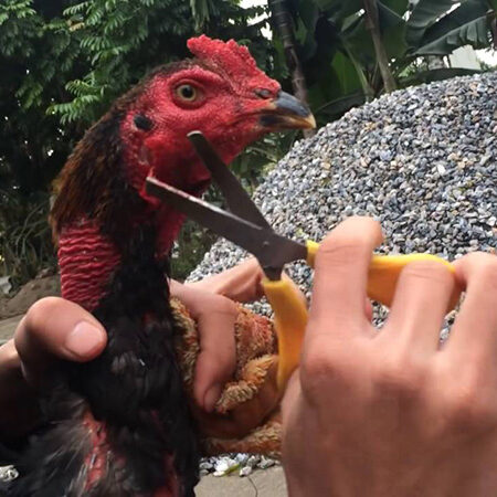 Cách cắt lông gà chọi và tầm quan trọng của việc cắt lông