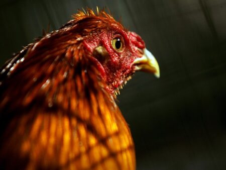 Cách Chăm Sóc Gà Chọi Hoàn Toàn Miễn Phí Từ Những Sư Kê Nổi Tiếng