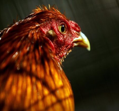 Cách Chăm Sóc Gà Chọi Hoàn Toàn Miễn Phí Từ Những Sư Kê Nổi Tiếng