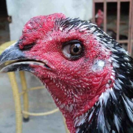 Cách xem mắt gà chọi đơn giản nhất