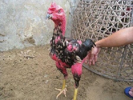 Gà chọi lông lỡ liệu có đá được không? Bạn phải làm gì khi gà chọi lông lỡ?