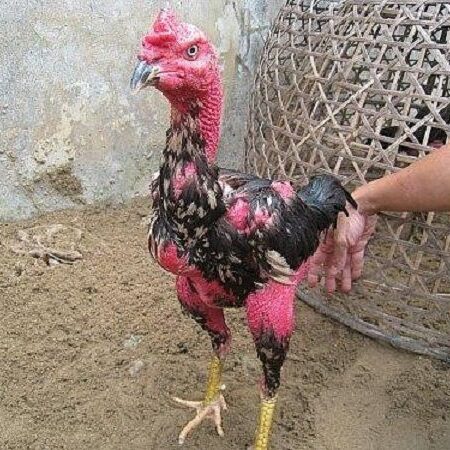 Gà chọi lông lỡ liệu có đá được không? Bạn phải làm gì khi gà chọi lông lỡ?