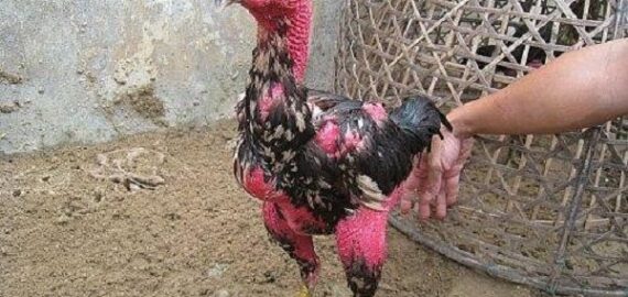 Gà chọi lông lỡ liệu có đá được không? Bạn phải làm gì khi gà chọi lông lỡ?