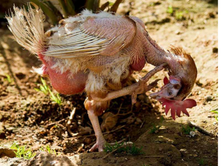 Lưu Ý Khi Gà Thay Lông Bạn Phải Làm Những Điều Sau