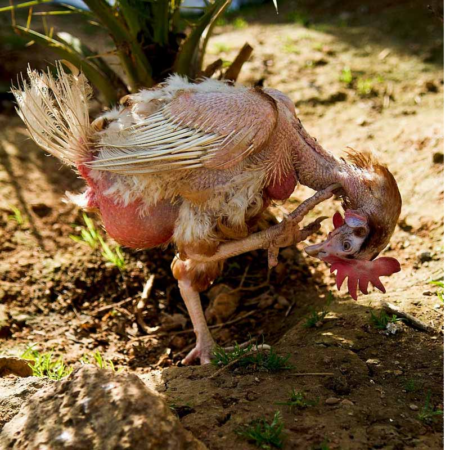 Lưu Ý Khi Gà Thay Lông Bạn Phải Làm Những Điều Sau