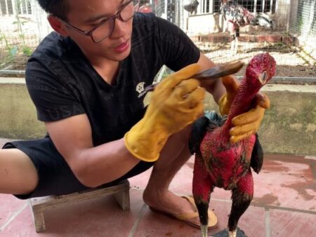 Hướng dẫn làm da gà chọi đỏ của các sư kê, các kinh nghiệm dân gian đơn giản nhất 