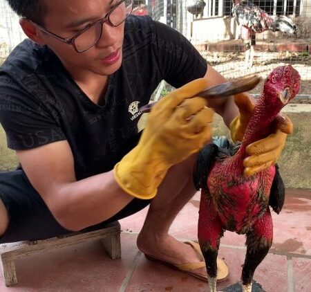 Hướng dẫn làm da gà chọi đỏ của các sư kê, các kinh nghiệm dân gian đơn giản nhất 