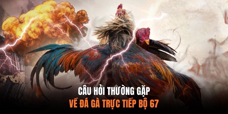 FAQ - Câu Hỏi Thường Gặp Về Đá Gà Trực Tiếp Bộ 67